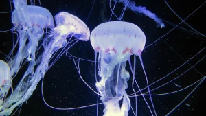 Ozeaneum Stralsund